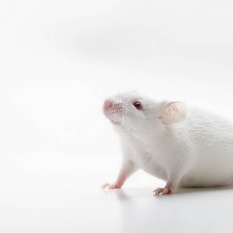 无人,方图,室内,特写,白天,白色背景,侧面,桌面,桌子,野生动物,老鼠,阴影,反射,细菌,影子,注视,一只,动物,观察,看,趴着,白老鼠,摄影,影棚,观看,察看,关注,病菌,传染,四害,鼷鼠,小家鼠,耗子,趴,抬头,仰头,半身,彩图,影棚拍摄,拍摄