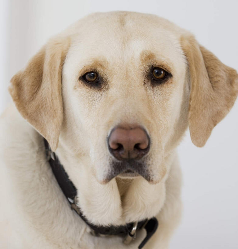 头,无人,站,竖图,室内,特写,白天,白色背景,正面,宠物,狗,拉布拉多,注视,拉布拉多猎犬,一只,动物,观察,看,站着,可爱,摄影,影棚,观看,察看,关注,拉布拉多犬,忠诚,头部,项圈,犬,站立,彩图,全身,影棚拍摄,拍摄