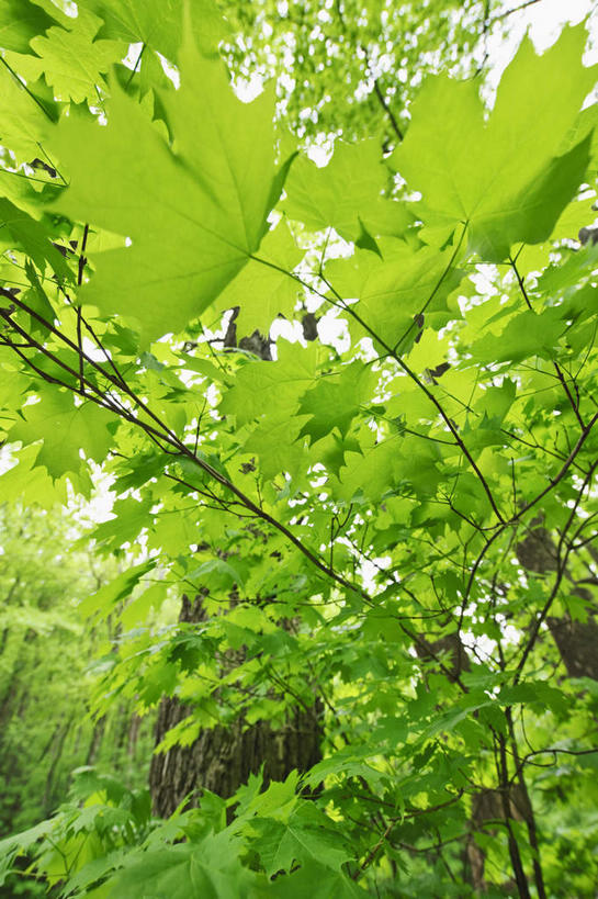 无人,竖图,室外,特写,白天,仰视,旅游,度假,美景,森林,树林,植物,美国,阴影,朦胧,模糊,光线,影子,景观,树桩,枝条,娱乐,树,树干,树木,树枝,绿色,阳光,自然,享受,休闲,木桩,景色,放松,生长,成长,北美,北美洲,自然风光,美洲,北卡罗来纳州,北亚美利加洲,亚美利加洲,北卡罗来纳,焦油脚根之州,黑油鞋根之州,老北州,虬枝,枝杈,彩图,低角度拍摄