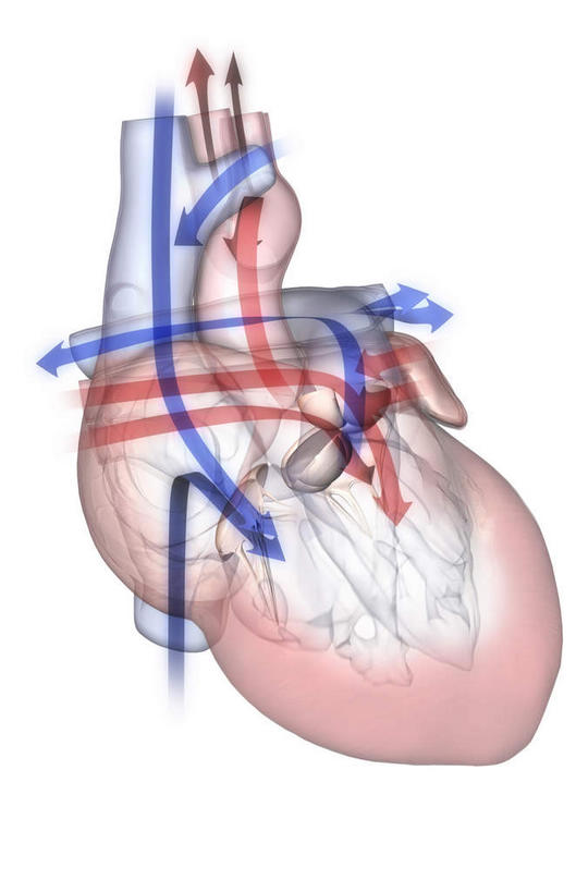 内脏,心脏,动脉,静脉,无人,竖图,插画,室内,白天,白色背景,正面,数码,科技,静物,许多,阴影,网络,医学,高光,几何,计算机图形,合成,图画,方向,箭头,画,红色,蓝色,模型,人体,电脑合成图,数码合成图,生物学,人体器官,指向,器官,漫画,左心房,心血管,心房,心室,生理学,写实,具体,具象,簇,右心室,心,彩图