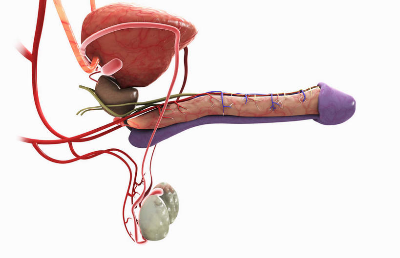 内脏,动脉,静脉,血管,膀胱,阴茎,睾丸,阴囊,无人,横图,插画,室内,白天,白色背景,正面,数码,科技,静物,阴影,网络,医学,高光,几何,计算机图形,合成,图画,画,红色,紫色,模型,人体,电脑合成图,数码合成图,生物学,人体器官,器官,漫画,泌尿系统,前列腺,生理学,写实,具体,具象,龟头,彩图,生殖器官