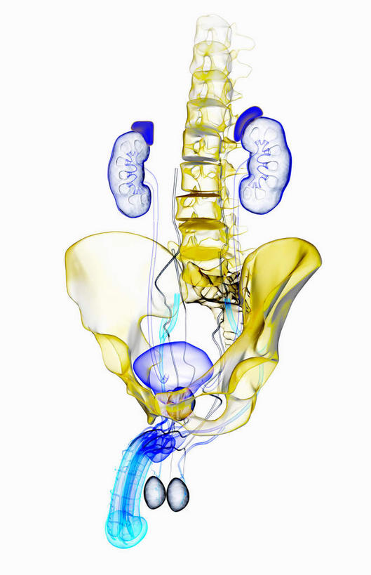 脊髓,动脉,静脉,骨骼,骨盆,膀胱,阴茎,睾丸,尿道,无人,竖图,插画,室内,特写,白天,白色背景,正面,数码,科技,静物,阴影,网络,医学,骨头,高光,几何,计算机图形,合成,图画,画,模型,人体,电脑合成图,数码合成图,骨架,生物学,漫画,输尿管,生理学,写实,具体,具象,附睾,龟头,脊柱,彩图,生殖系统