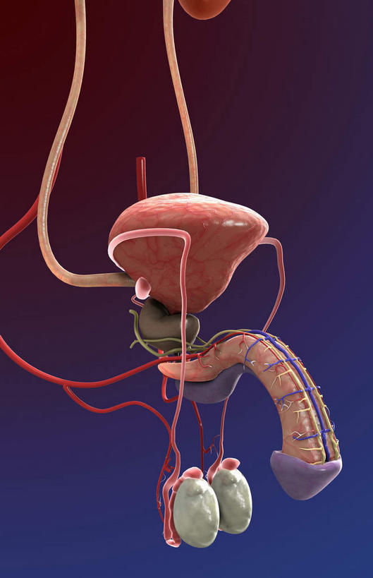 内脏,动脉,静脉,膀胱,阴茎,睾丸,阴囊,尿道,无人,竖图,插画,室内,白天,正面,数码,科技,静物,阴影,网络,医学,高光,几何,计算机图形,合成,图画,画,红色,模型,人体,电脑合成图,数码合成图,生物学,人体器官,器官,漫画,泌尿系统,前列腺,输尿管,生理学,写实,具体,具象,附睾,龟头,彩图,生殖系统