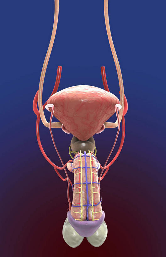内脏,动脉,静脉,膀胱,阴茎,睾丸,阴囊,尿道,无人,竖图,插画,室内,白天,正面,数码,科技,静物,阴影,蓝色背景,网络,医学,高光,几何,计算机图形,合成,图画,画,红色,模型,人体,电脑合成图,数码合成图,生物学,人体器官,器官,漫画,泌尿系统,前列腺,输尿管,生理学,写实,具体,具象,附睾,龟头,彩图,生殖系统