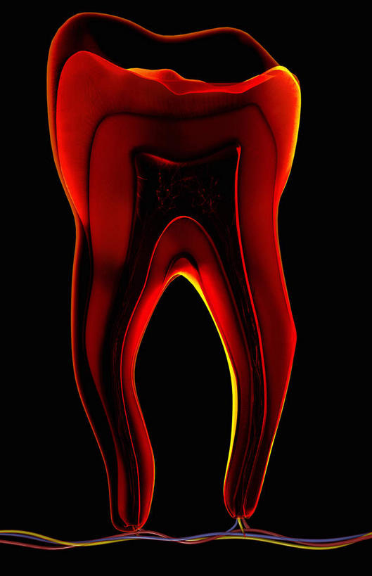 牙齿,动脉,静脉,骨骼,无人,竖图,插画,室内,白天,正面,数码,科技,静物,阴影,黑色背景,网络,医学,骨头,高光,几何,计算机图形,合成,图画,画,一个,红色,模型,人体,单个,电脑合成图,数码合成图,骨架,生物学,漫画,生理学,写实,具体,具象,齿,牙,彩图