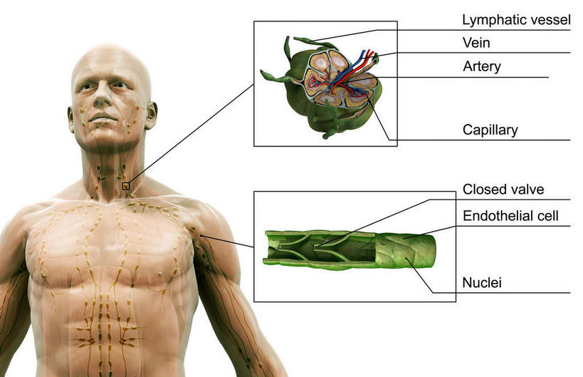 动脉,静脉,骨骼,肌肉,健壮,一个人,无人,站,横图,插画,室内,特写,白天,白色背景,正面,数码,科技,静物,仅一个男性,仅一个人,阴影,网络,医学,骨头,高光,几何,计算机图形,合成,图画,画,仅一个年轻男性,模型,站着,健康,活力,力量,人体,青春,电脑合成图,数码合成图,骨架,生物学,强壮,漫画,生理学,写实,具体,具象,淋巴结,淋巴系统,淋巴管,男人,男性,年轻男性,站立,半身,彩图