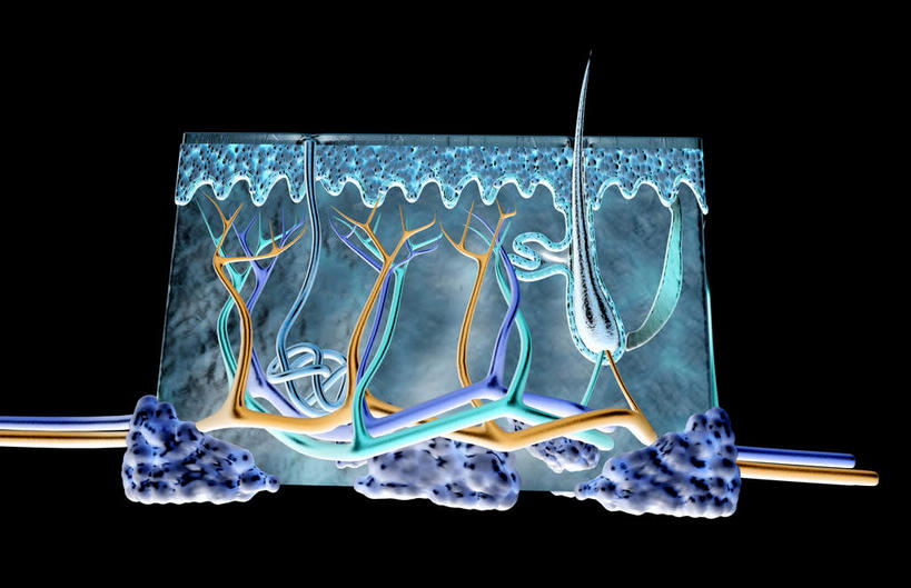 无人,横图,插画,室内,特写,白天,正面,数码,科技,静物,阴影,黑色背景,网络,医学,细胞,高光,几何,计算机图形,合成,图画,画,人体,皮肤,电脑合成图,数码合成图,生物学,漫画,真皮,生理学,写实,具体,具象,毛囊,脂肪细胞,彩图