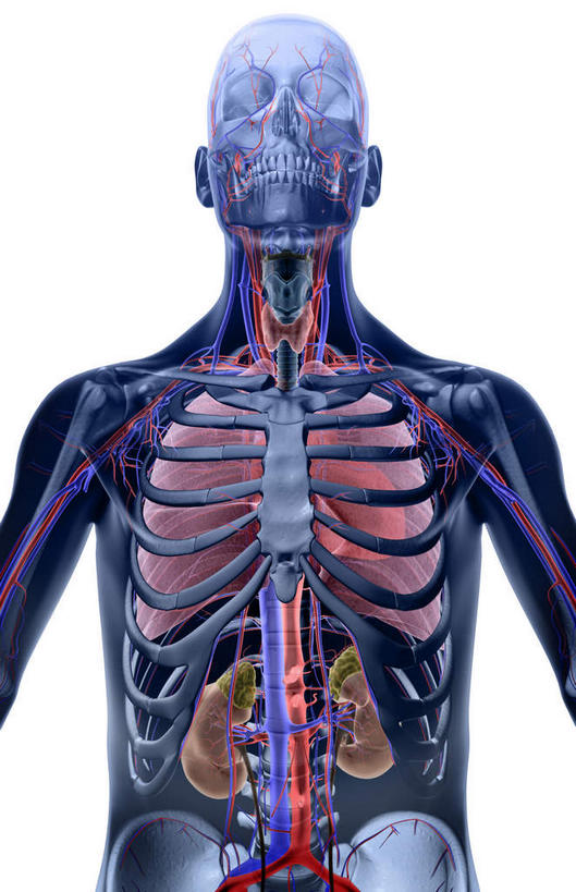 颅骨,锁骨,内脏,肺,肝脏,脊髓,动脉,静脉,骨骼,胸骨,肋骨,无人,竖图,插画,室内,特写,白天,白色背景,正面,数码,科技,静物,阴影,网络,医学,骨头,高光,几何,计算机图形,合成,图画,画,模型,人体,电脑合成图,数码合成图,骨架,生物学,人体器官,器官,漫画,生理学,写实,具体,具象,颈椎,腰骨,肺部,肺脏,肝,脊柱,头盖骨,半身,彩图