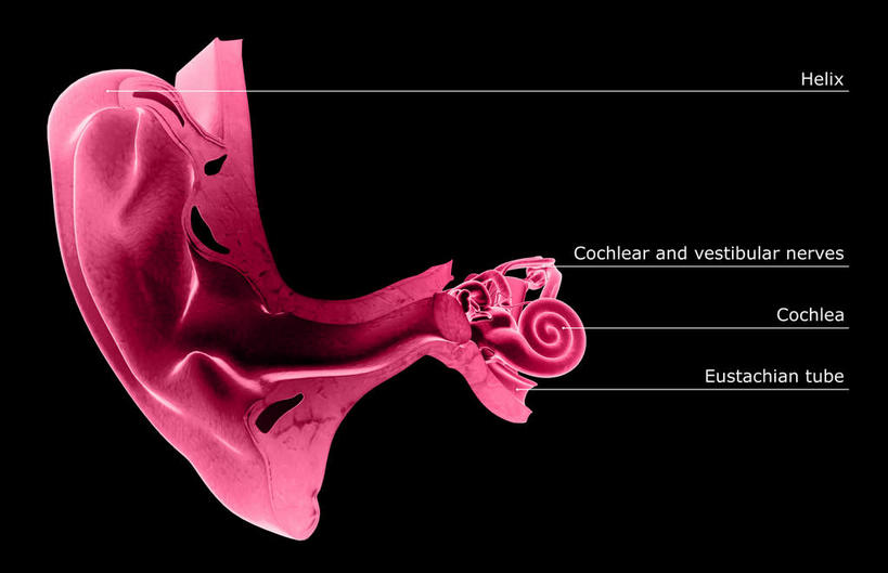 耳朵,内脏,动脉,静脉,无人,横图,插画,室内,特写,白天,正面,数码,科技,静物,阴影,黑色背景,网络,医学,高光,几何,计算机图形,合成,图画,画,模型,人体,电脑合成图,数码合成图,生物学,人体器官,器官,漫画,耳廓,耳蜗,生理学,写实,具体,具象,内耳,中耳,听觉器官,耳膜,外耳,外耳道,耳,耳部,半身,彩图