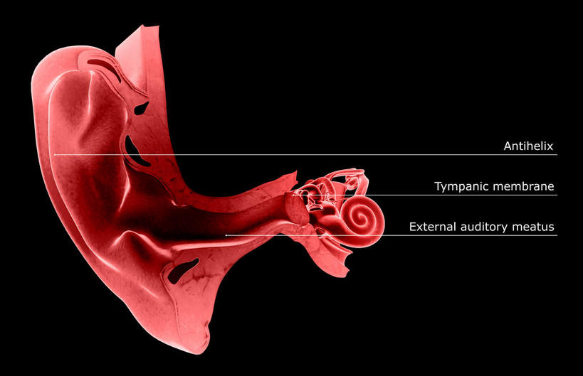 耳朵,内脏,动脉,静脉,无人,横图,插画,室内,特写,白天,正面,数码,科技,静物,阴影,黑色背景,网络,医学,标志,文字,字符,字母,高光,几何,计算机图形,合成,图画,标识,画,模型,人体,电脑合成图,数码合成图,生物学,人体器官,器官,漫画,耳廓,耳蜗,生理学,写实,具体,具象,内耳,中耳,听觉器官,耳膜,外耳,外耳道,耳,耳部,半身,彩图