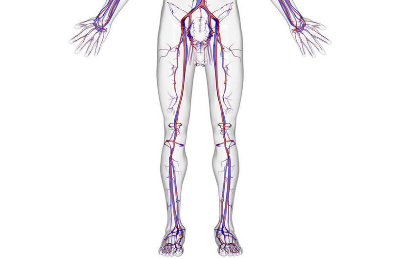 内脏,动脉,静脉,无人,横图,插画,室内,特写,白天,白色背景,正面,数码,科技,静物,阴影,网络,医学,高光,几何,计算机图形,合成,图画,画,模型,人体,电脑合成图,数码合成图,生物学,人体器官,器官,漫画,生理学,写实,具体,具象,股动脉,股静脉,髂动脉,髂静脉,髂内动脉,髂内静脉,髂外动脉,髂外静脉,彩图