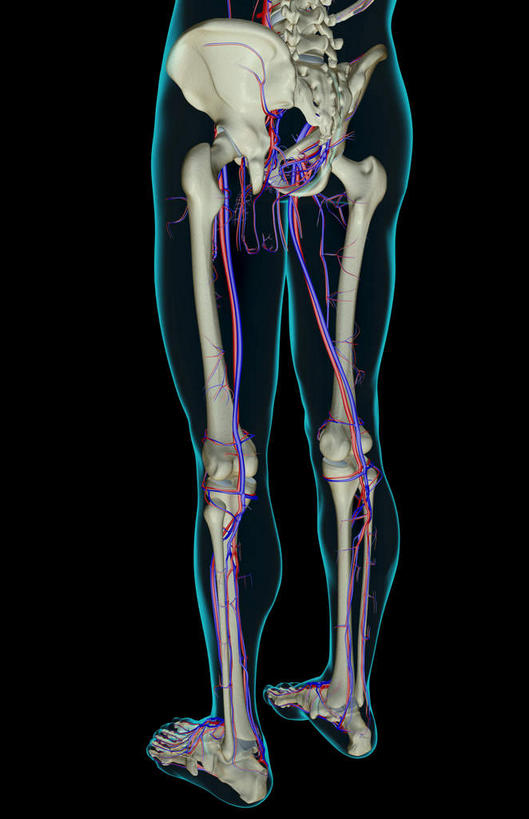 内脏,动脉,静脉,无人,竖图,插画,室内,特写,白天,白色背景,正面,数码,科技,静物,阴影,网络,医学,高光,几何,计算机图形,合成,图画,画,模型,人体,轮廓,电脑合成图,数码合成图,生物学,人体器官,器官,漫画,生理学,写实,具体,具象,股动脉,股静脉,胫后静脉,彩图