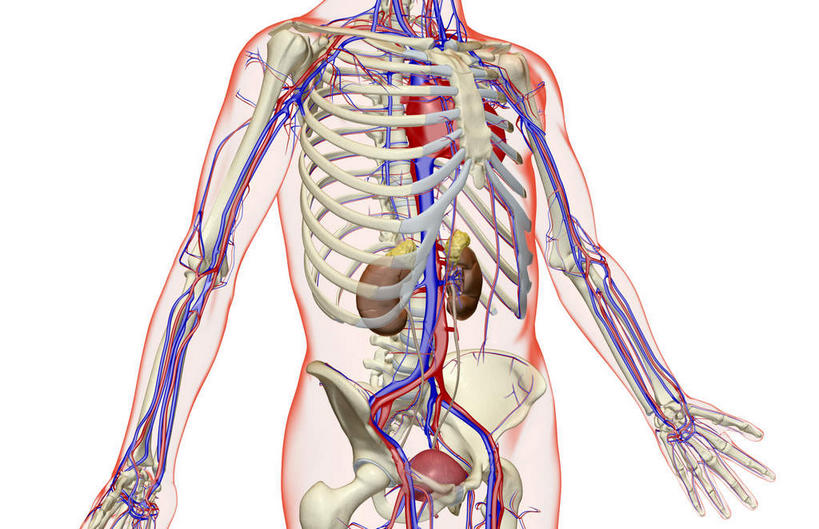 内脏,动脉,静脉,膀胱,无人,横图,插画,室内,特写,白天,白色背景,正面,数码,科技,静物,阴影,网络,医学,高光,几何,计算机图形,合成,图画,画,模型,人体,轮廓,电脑合成图,数码合成图,生物学,人体器官,器官,漫画,泌尿系统,输尿管,生理学,写实,具体,具象,肾上腺,肾动脉,彩图