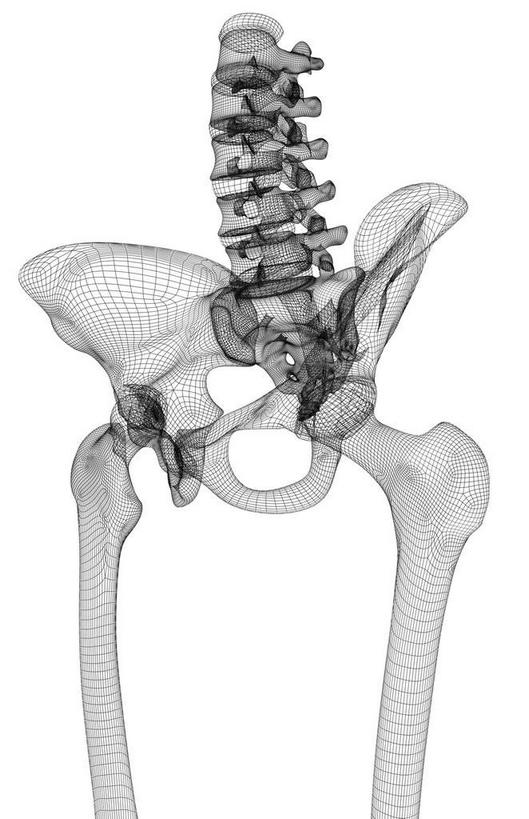 动脉,静脉,骨骼,骨盆,无人,竖图,黑白,插画,室内,特写,白天,白色背景,正面,数码,科技,静物,阴影,局部,网络,医学,骨头,高光,几何,计算机图形,合成,图画,画,模型,人体,电脑合成图,数码合成图,骨架,生物学,漫画,生理学,写实,具体,具象,骶骨,股骨,尾骨,髂骨,坐骨