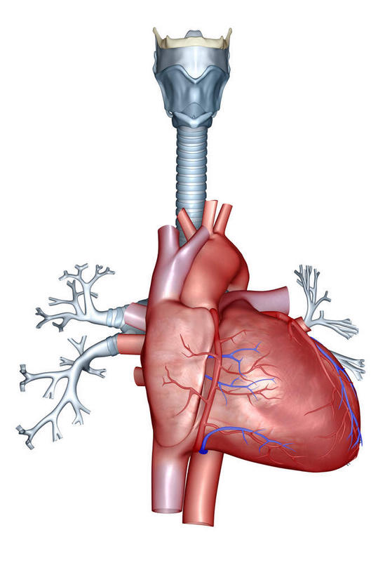 内脏,肺,心脏,动脉,静脉,无人,竖图,插画,室内,特写,白天,白色背景,正面,数码,科技,静物,阴影,局部,网络,高光,几何,计算机图形,合成,图画,画,模型,人体,部分,电脑合成图,数码合成图,生物学,器官,漫画,支气管,心血管,心房,心室,生理学,写实,具体,具象,喉,细支气管,下腔静脉,上腔静脉,肺静脉,肺部,肺脏,心,彩图