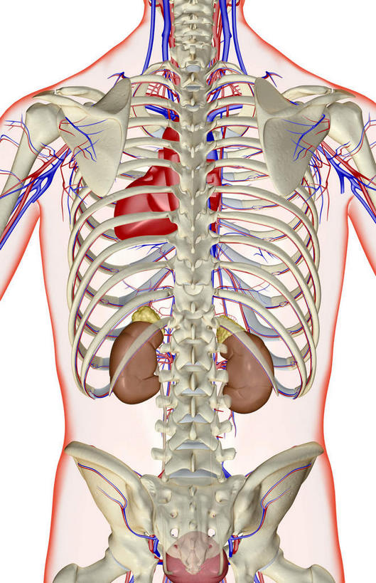 内脏,肾脏,动脉,静脉,骨骼,胸骨,肋骨,膀胱,无人,竖图,插画,x光片,室内,特写,白天,白色背景,正面,数码,科技,静物,阴影,局部,辐射,科学,网络,医学,骨头,高光,几何,计算机图形,合成,图画,画,模型,人体,部分,电脑合成图,数码合成图,骨架,医疗,生物学,人体器官,科学技术,x射线,器官,x光,漫画,泌尿系统,输尿管,生理学,写实,具体,具象,肾上腺,肋软骨,半身,彩图,电磁波,电磁辐射