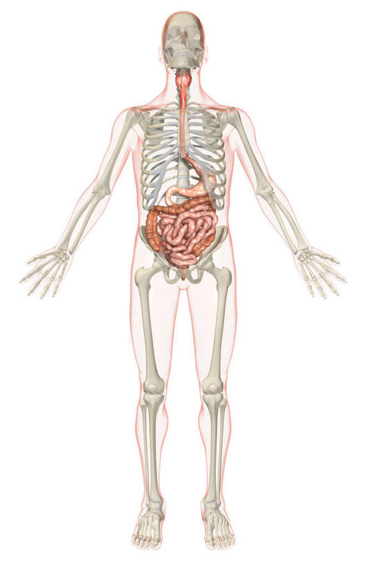 腹部,内脏,肠,动脉,静脉,骨骼,肛门,十二指肠,无人,站,竖图,插画,室内