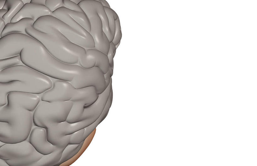 动脉,静脉,无人,横图,插画,室内,特写,白天,白色背景,正面,数码,科技,静物,大脑,阴影,局部,网络,医学,高光,几何,计算机图形,合成,图画,画,模型,人体,部分,电脑合成图,数码合成图,生物学,器官,沟壑,漫画,小脑,脑干,生理学,写实,具体,具象,大脑皮层,端脑,沟,灰质,回,间脑,初级运动皮层,彩图