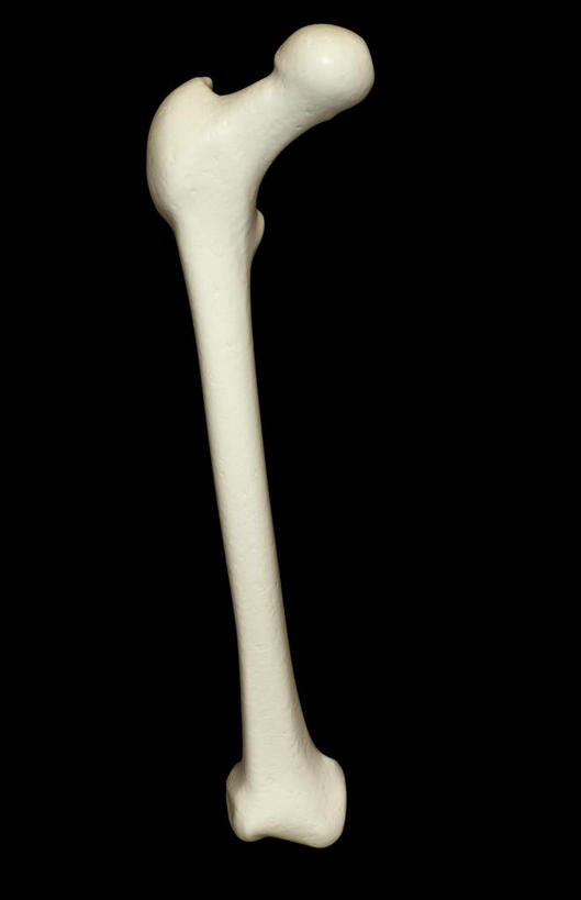 动脉,静脉,骨骼,无人,竖图,插画,室内,特写,白天,正面,数码,科技,静物,阴影,黑色背景,局部,网络,医学,骨头,高光,几何,计算机图形,合成,图画,画,模型,人体,部分,电脑合成图,数码合成图,骨架,生物学,漫画,生理学,写实,具体,具象,股骨,半身,彩图