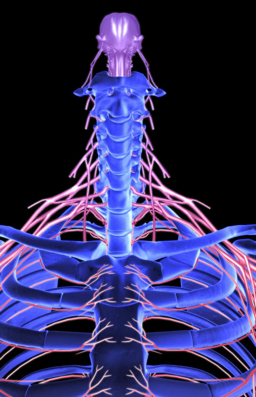 神经,动脉,静脉,骨骼,胸骨,肋骨,脊椎,无人,竖图,插画,x光片,室内,特写,白天,正面,数码,科技,静物,阴影,黑色背景,辐射,科学,网络,医学,骨头,高光,几何,计算机图形,合成,图画,画,模型,人体,电脑合成图,数码合成图,骨架,医疗,生物学,科学技术,x射线,x光,漫画,生理学,写实,具体,具象,椎骨,尺神经,脊椎骨,颈神经,肋间神经,桡神经,胸神经,腋神经,脊柱,彩图,电磁波,电磁辐射
