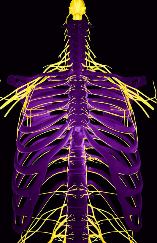 动脉,静脉,骨骼,脊椎,无人,竖图,插画,x光片,室内,特写,白天,正面,数码,科技,静物,阴影,黑色背景,辐射,科学,网络,医学,骨头,高光,几何,计算机图形,合成,图画,画,模型,人体,电脑合成图,数码合成图,骨架,医疗,生物学,科学技术,x射线,x光,漫画,生理学,写实,具体,具象,椎骨,尺神经,脊椎骨,肋间神经,桡神经,胸神经,腋神经,脊柱,彩图,电磁波,电磁辐射