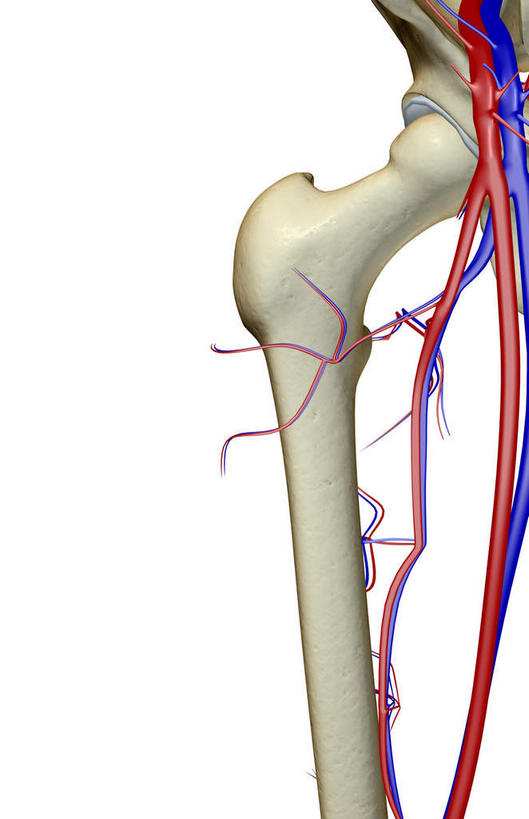 动脉,静脉,骨骼,无人,竖图,插画,x光片,室内,特写,白天,白色背景,正面,数码,科技,静物,阴影,辐射,科学,网络,医学,骨头,高光,几何,计算机图形,合成,图画,画,模型,人体,电脑合成图,数码合成图,骨架,医疗,生物学,科学技术,x射线,x光,漫画,生理学,写实,具体,具象,股骨,股动脉,股静脉,髂动脉,髂静脉,髂内动脉,髂内静脉,髂外动脉,髂外静脉,彩图,电磁波,电磁辐射