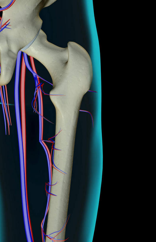 动脉,静脉,骨骼,无人,竖图,插画,x光片,室内,特写,白天,正面,数码,科技,静物,阴影,黑色背景,辐射,科学,网络,医学,线条,骨头,高光,几何,计算机图形,合成,图画,画,模型,人体,轮廓,电脑合成图,数码合成图,骨架,医疗,生物学,科学技术,x射线,x光,漫画,生理学,写实,具体,具象,股骨,尾骨,股动脉,股静脉,髂动脉,髂静脉,髂内动脉,髂内静脉,髂外动脉,髂外静脉,彩图,电磁波,电磁辐射