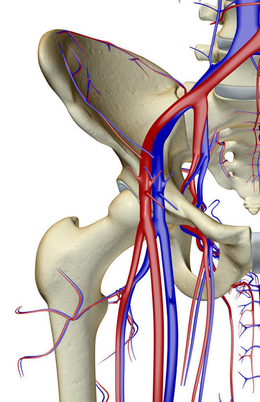 动脉,静脉,骨骼,肋骨,无人,竖图,插画,x光片,室内,特写,白天,白色背景,正面,数码,科技,静物,阴影,辐射,科学,网络,医学,骨头,高光,几何,计算机图形,合成,图画,画,模型,人体,电脑合成图,数码合成图,骨架,医疗,生物学,科学技术,x射线,x光,漫画,生理学,写实,具体,具象,髋骨,股动脉,股静脉,髂动脉,髂静脉,髂内动脉,髂内静脉,髂外动脉,髂外静脉,彩图,电磁波,电磁辐射