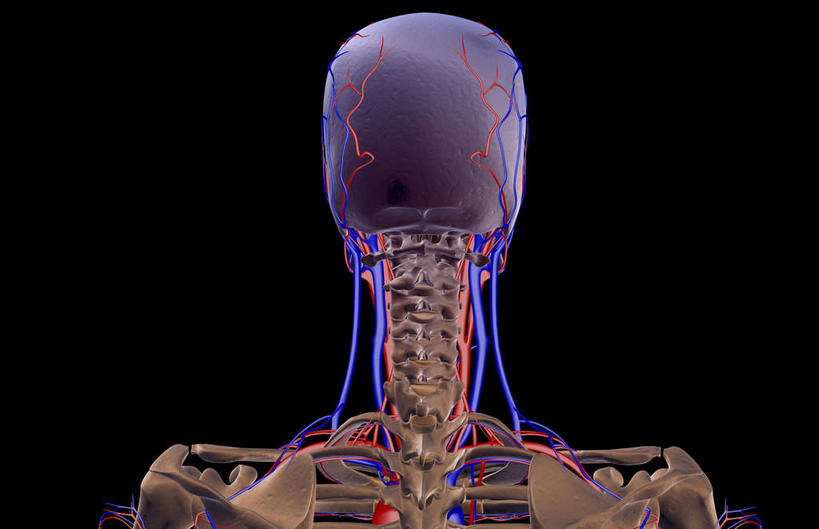 颅骨,锁骨,肩胛骨,动脉,静脉,骨骼,肋骨,脊椎,无人,横图,插画,x光片,室内,特写,白天,正面,数码,科技,静物,阴影,黑色背景,辐射,科学,网络,医学,头骨,线条,骨头,高光,几何,计算机图形,合成,图画,画,模型,人体,轮廓,电脑合成图,数码合成图,骨架,医疗,生物学,科学技术,x射线,x光,漫画,生理学,写实,具体,具象,颈椎,椎骨,脊椎骨,颈动脉,颈静脉,椎动脉,脊柱,头盖骨,彩图,电磁波,电磁辐射