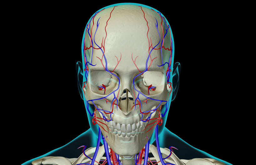 颅骨,动脉,静脉,骨骼,脊椎,无人,横图,插画,x光片,室内,特写,白天,正面,数码,科技,静物,阴影,黑色背景,辐射,科学,网络,医学,头骨,线条,高光,几何,计算机图形,合成,图画,画,模型,人体,轮廓,电脑合成图,数码合成图,骨架,医疗,生物学,科学技术,x射线,x光,漫画,生理学,写实,具体,具象,椎骨,脊椎骨,颈动脉,颈静脉,面静脉,椎动脉,脊柱,头盖骨,半身,彩图,电磁波,电磁辐射