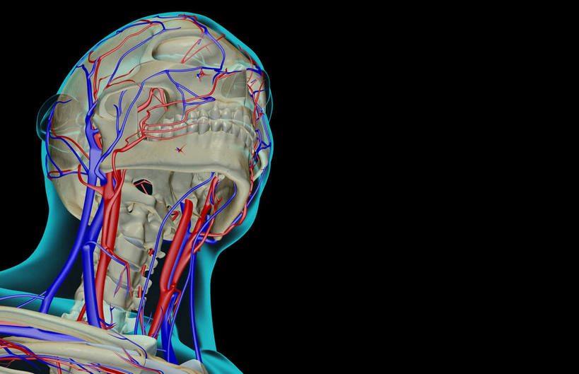 颅骨,动脉,静脉,骨骼,脊椎,无人,横图,插画,x光片,室内,特写,白天,正面,数码,科技,静物,阴影,黑色背景,辐射,科学,网络,医学,头骨,线条,骨头,高光,几何,计算机图形,合成,图画,画,模型,人体,轮廓,电脑合成图,数码合成图,骨架,医疗,生物学,科学技术,x射线,x光,漫画,生理学,写实,具体,具象,颈椎,椎骨,脊椎骨,颈动脉,颈静脉,面静脉,椎动脉,脊柱,头盖骨,半身,彩图,电磁波,电磁辐射