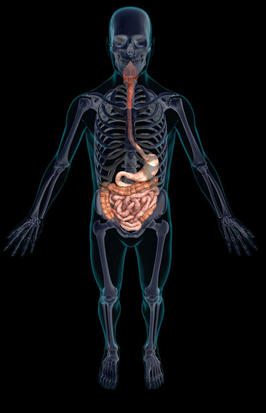 内脏,肠,动脉,静脉,骨骼,十二指肠,无人,竖图,插画,室内,白天,正面,数码,科技,静物,阴影,黑色背景,网络,医学,线条,骨头,高光,几何,计算机图形,合成,图画,画,模型,人体,轮廓,电脑合成图,数码合成图,骨架,生物学,人体器官,器官,漫画,生理学,写实,具体,具象,横结肠,空肠,乙状结肠,大肠,盲肠,小肠,直肠,彩图,全身
