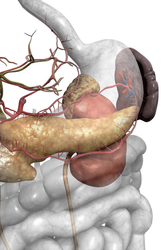 内脏,胰腺,脾,肠,动脉,静脉,十二指肠,无人,竖图,插画,室内,白天,白色背景,正面,数码,科技,静物,阴影,网络,医学,高光,几何,计算机图形,合成,图画,画,模型,人体,电脑合成图,数码合成图,生物学,人体器官,器官,漫画,输尿管,生理学,写实,具体,具象,肾上腺,胆囊动脉,胆总管,横结肠,空肠,脾动脉,大肠,盲肠,小肠,直肠,彩图