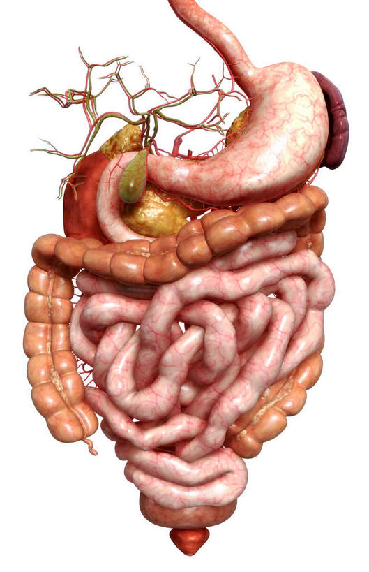 腹部,内脏,胰腺,脾,胃,肠,动脉,静脉,胆囊,十二指肠,无人,竖图,插画,室内,白天,白色背景,正面,数码,科技,静物,阴影,网络,医学,高光,几何,计算机图形,合成,图画,画,模型,人体,电脑合成图,数码合成图,生物学,人体器官,器官,漫画,生理学,写实,具体,具象,肾上腺,胆管,横结肠,回肠,降结肠,结肠,空肠,乙状结肠,大肠,盲肠,小肠,直肠,胃部,彩图