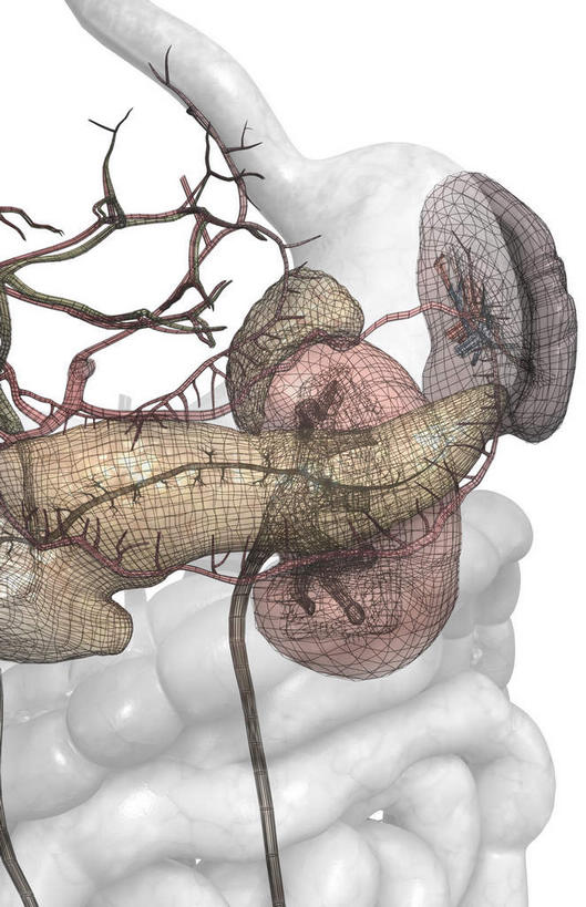 内脏,肠,动脉,静脉,十二指肠,无人,竖图,插画,室内,白天,白色背景,正面,数码,科技,静物,阴影,网络,医学,高光,几何,计算机图形,合成,图画,画,模型,人体,电脑合成图,数码合成图,生物学,人体器官,器官,漫画,生理学,写实,具体,具象,横结肠,回肠,降结肠,结肠,空肠,大肠,盲肠,小肠,直肠,彩图