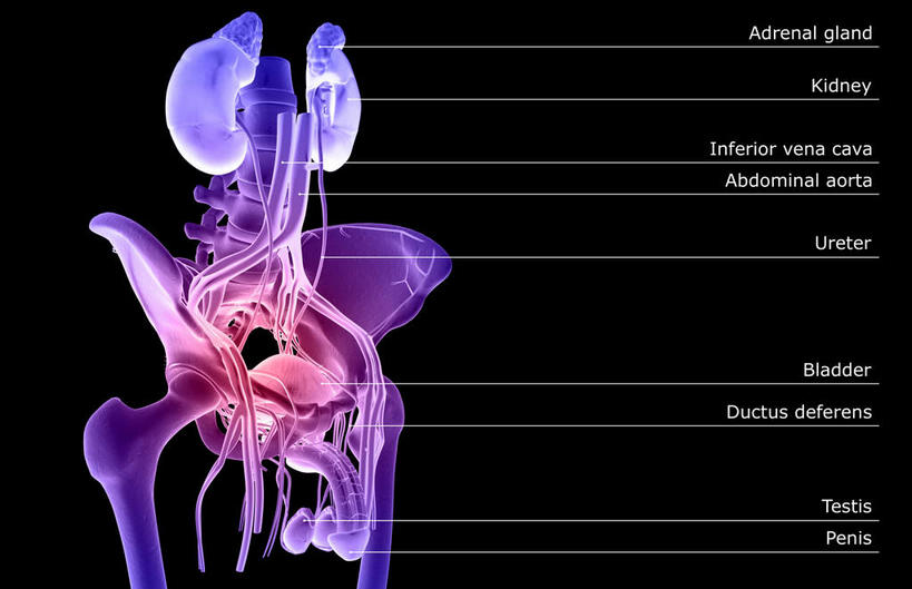 内脏,肾脏,动脉,静脉,骨骼,骨盆,膀胱,阴茎,无人,横图,插画,室内,白天,正面,数码,科技,静物,阴影,黑色背景,网络,医学,英文,标志,文字,字符,字母,骨头,高光,几何,计算机图形,合成,图画,标识,画,模型,人体,英文字母,电脑合成图,数码合成图,骨架,生物学,人体器官,器官,盆骨,漫画,泌尿系统,输尿管,生理学,写实,具体,具象,股骨,肾上腺,肾,彩图