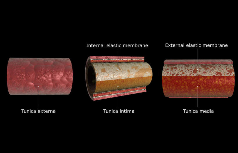 动脉,血管,无人,横图,插画,室内,白天,正面,数码,科技,静物,阴影,黑色背景,网络,医学,英文,标志,文字,字符,字母,高光,几何,计算机图形,合成,图画,标识,画,人体,英文字母,电脑合成图,数码合成图,生物学,漫画,生理学,写实,具体,具象,内膜,外膜,中膜,彩图,血管壁