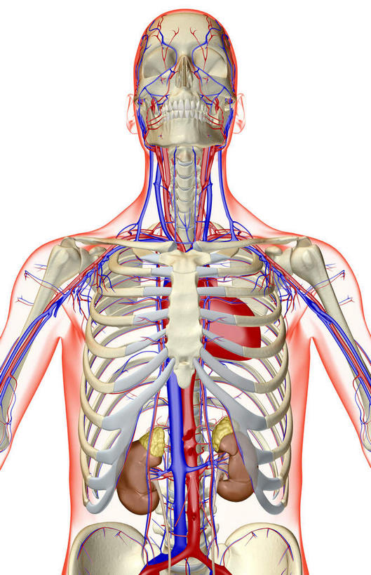 颅骨,内脏,心脏,肾脏,肋骨,脊椎,血管,无人,竖图,插画,室内,白天,白色背景,正面,数码,科技,静物,阴影,网络,医学,高光,几何,计算机图形,合成,图画,画,人体,电脑合成图,数码合成图,生物学,器官,漫画,心血管,心房,心室,生理学,写实,具体,具象,脊椎骨,血脉,脊柱,肾,头盖骨,心,半身,彩图