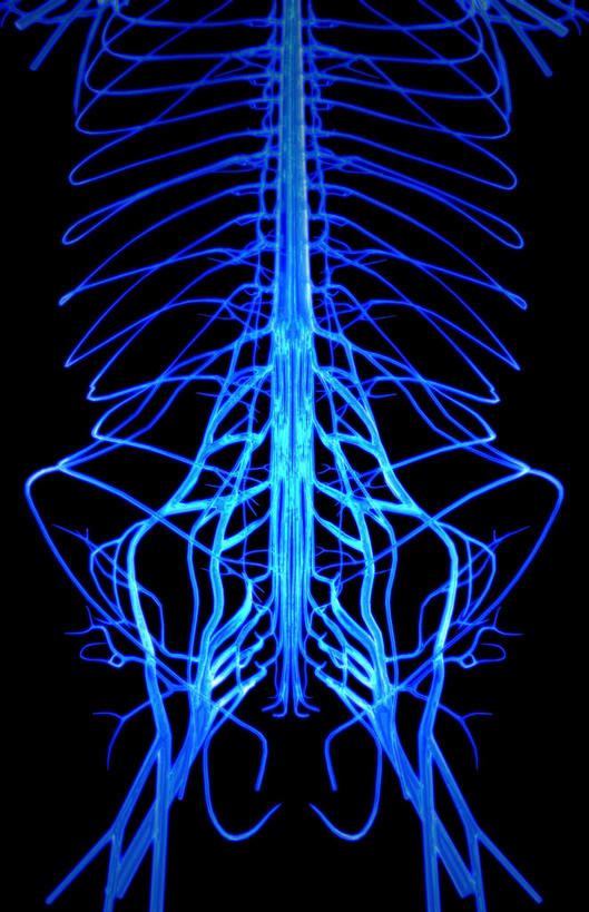 无人,竖图,插画,室内,白天,正面,数码,科技,静物,阴影,黑色背景,局部,网络,医学,高光,几何,计算机图形,合成,图画,画,人体,电脑合成图,数码合成图,生物学,漫画,生理学,写实,具体,具象,胸神经,骶丛,腰丛,股神经,坐骨神经,彩图,神经系统