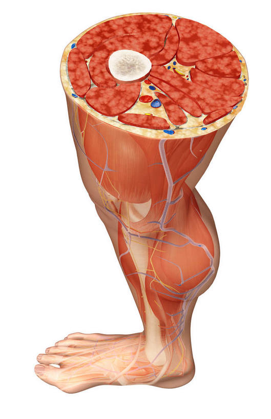 腿部,脚,脚趾,脚趾甲,肌肉,腿,健壮,无人,竖图,插画,室内,白天,白色背景,正面,数码,科技,静物,大腿,阴影,局部,网络,医学,高光,几何,计算机图形,合成,图画,画,健康,活力,力量,人体,青春,电脑合成图,数码合成图,生物学,强壮,横截面,漫画,生理学,写实,具体,具象,腓肠肌,股内侧肌,股外侧肌,股二头肌,大收肌,缝匠肌,内收长肌,小腿,脚指甲,彩图
