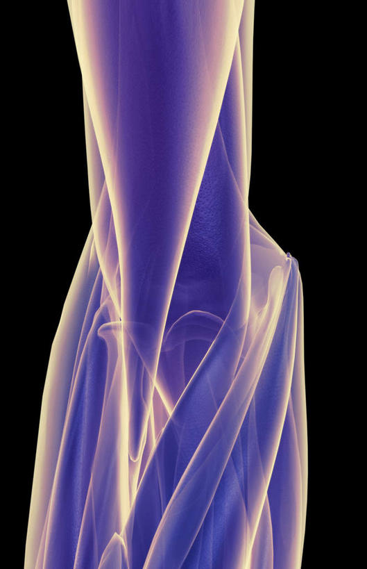 肌肉,健壮,无人,竖图,插画,室内,白天,正面,数码,科技,静物,阴影,黑色背景,网络,医学,线条,高光,几何,计算机图形,合成,图画,画,健康,活力,力量,人体,轮廓,青春,电脑合成图,数码合成图,生物学,强壮,漫画,生理学,写实,具体,具象,旋前圆肌,手臂,彩图