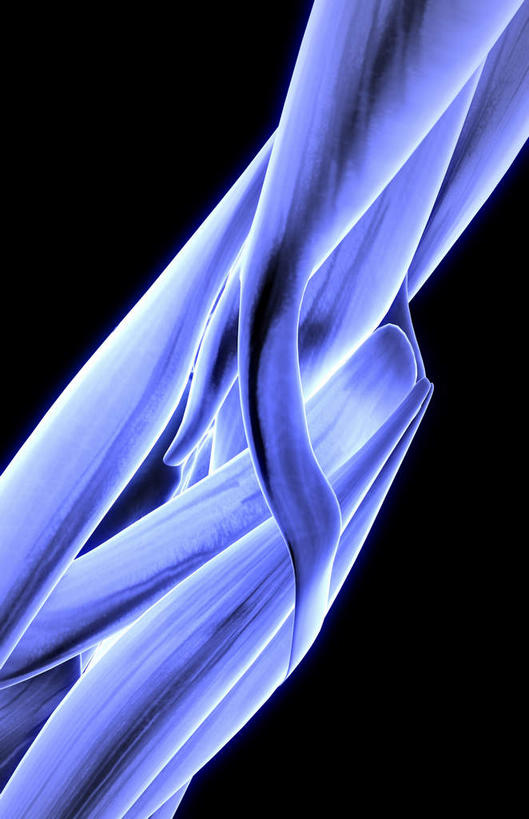 肌肉,健壮,无人,竖图,插画,室内,白天,正面,数码,科技,静物,阴影,黑色背景,局部,网络,医学,线条,高光,几何,计算机图形,合成,图画,画,健康,活力,力量,人体,轮廓,青春,电脑合成图,数码合成图,生物学,强壮,漫画,生理学,写实,具体,具象,旋前圆肌,彩图