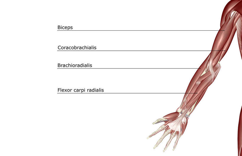 肌肉,健壮,无人,横图,插画,室内,白天,白色背景,正面,数码,科技,静物,阴影,局部,网络,医学,英文,标志,文字,字符,字母,高光,几何,计算机图形,合成,图画,标识,画,健康,活力,力量,解说,人体,说明,青春,英文字母,电脑合成图,数码合成图,生物学,强壮,漫画,生理学,写实,具体,具象,阐明,申明,注解,注明,三角肌,尺侧腕屈肌,桡侧腕屈肌,旋前圆肌,拇内收肌,小指展肌,掌长肌,拇指外展肌,彩图