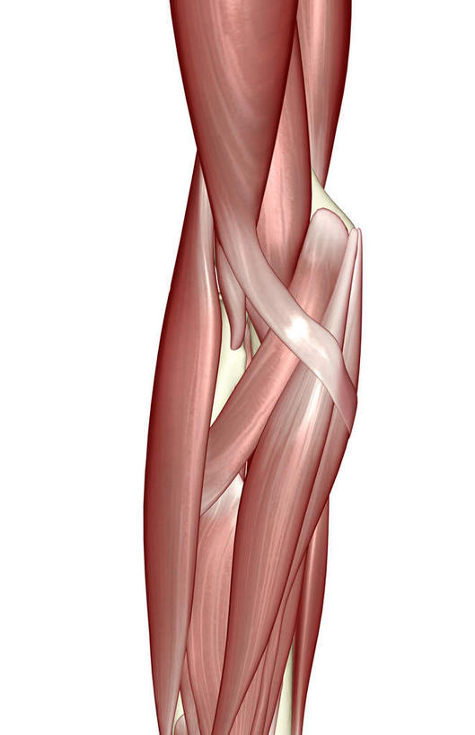 肌肉,健壮,无人,竖图,插画,室内,白天,白色背景,正面,数码,科技,静物,阴影,局部,网络,医学,高光,几何,计算机图形,合成,图画,画,健康,活力,力量,人体,青春,电脑合成图,数码合成图,生物学,强壮,漫画,生理学,写实,具体,具象,旋前圆肌,彩图