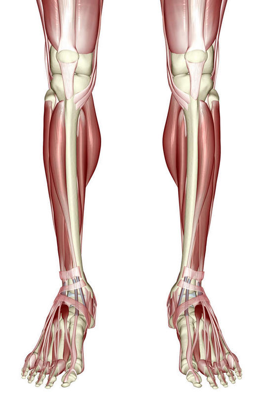 膝关节,肌肉,关节,健壮,无人,竖图,插画,室内,白天,白色背景,正面,数码,科技,静物,阴影,局部,网络,医学,高光,几何,计算机图形,合成,图画,画,健康,活力,力量,人体,青春,电脑合成图,数码合成图,生物学,强壮,腿骨,漫画,生理学,写实,具体,具象,趾骨,足骨,胫前肌,趾长伸肌,伸拇长肌,彩图
