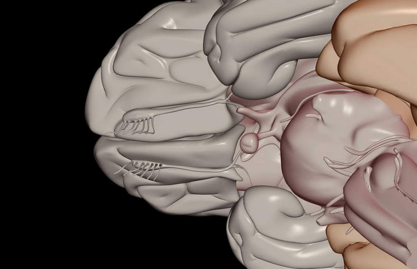 无人,横图,插画,室内,白天,正面,数码,科技,静物,大脑,阴影,黑色背景,局部,网络,医学,高光,几何,计算机图形,合成,图画,画,人体,电脑合成图,数码合成图,生物学,器官,沟壑,漫画,小脑,脑干,生理学,写实,具体,具象,大脑皮层,端脑,沟,灰质,回,间脑,滑车神经,三叉神经,视交叉,视神经,外展神经,动眼神经,脑垂体,彩图,嗅球