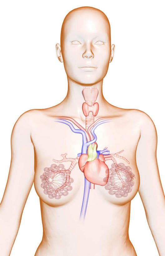 内脏,心脏,动脉,静脉,无人,竖图,插画,室内,白天,白色背景,正面,数码,科技,静物,阴影,局部,网络,医学,高光,几何,计算机图形,合成,图画,画,模型,人体,电脑合成图,数码合成图,生物学,人体器官,器官,漫画,心血管,生理学,写实,具体,具象,喉,下腔静脉,上腔静脉,胸腺,肺静脉,腔静脉,女性,心,彩图