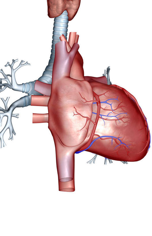 内脏,心脏,动脉,静脉,无人,竖图,插画,室内,白天,白色背景,正面,数码,科技,静物,阴影,局部,网络,医学,高光,几何,计算机图形,合成,图画,画,模型,人体,电脑合成图,数码合成图,生物学,人体器官,器官,漫画,心血管,生理学,写实,具体,具象,肺动脉,肺静脉,冠心病,冠状沟,心,彩图