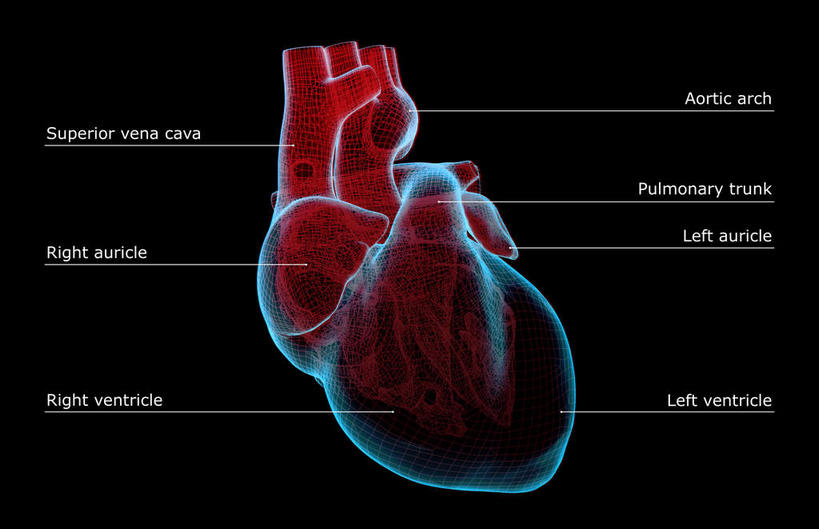 内脏,心脏,动脉,静脉,无人,横图,插画,x光片,室内,白天,正面,数码,科技,静物,阴影,黑色背景,局部,辐射,科学,网络,医学,英文,标志,文字,线条,字符,字母,高光,几何,计算机图形,合成,图画,标识,画,模型,解说,人体,说明,轮廓,英文字母,电脑合成图,数码合成图,医疗,生物学,人体器官,科学技术,x射线,器官,x光,漫画,心血管,生理学,写实,具体,具象,右心室,阐明,申明,注解,注明,上腔静脉,右心耳,右心房,心,彩图,电磁波,电磁辐射