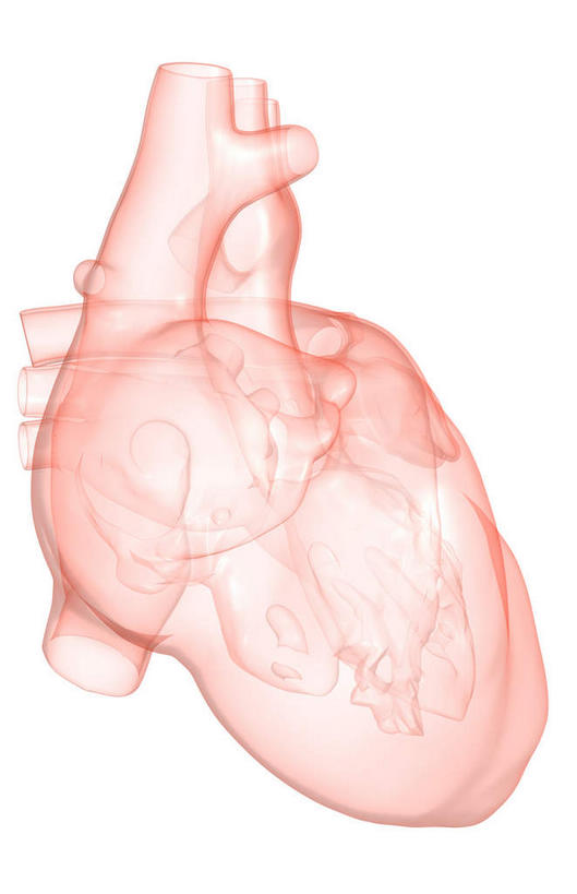 内脏,心脏,动脉,静脉,无人,竖图,插画,室内,白天,白色背景,正面,数码,科技,静物,阴影,局部,网络,医学,高光,几何,计算机图形,合成,图画,画,模型,人体,电脑合成图,数码合成图,生物学,人体器官,器官,漫画,左心房,心血管,心房,心室,生理学,写实,具体,具象,右心室,上腔静脉,右心房,左心室,心,彩图